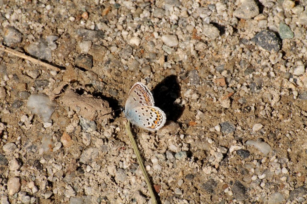 Plebejus argus?